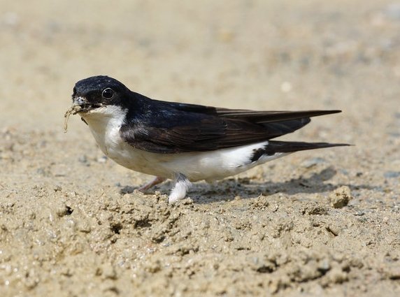 Huiszwaluw - Common House Martin