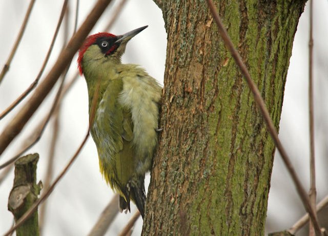 Groene specht