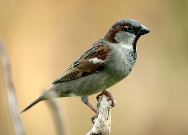 Huismus