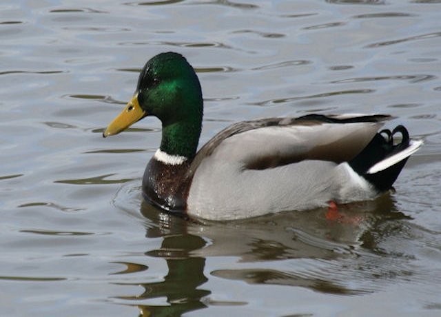 Wilde eend