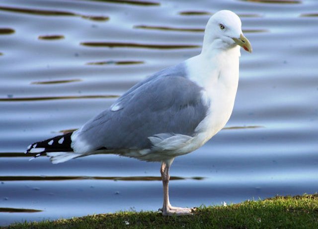 Zilvermeeuw