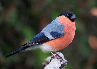 goudvink