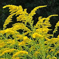 gulden roede – solidago – goldenrod gulden roede - solidago - goldenrod