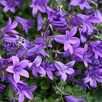 klokjesbloem – campanula – bellflower klokjesbloem - campanula - bellflower