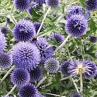 kogeldistel – echinops – globe thistle