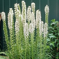 lampenpoetser – liatris – gayfeather lampenpoetser - liatris - gayfeather
