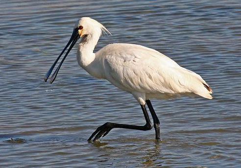 Lepelaar - Eurasian Spoonbill