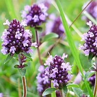 marjolein – origanum – marjoram