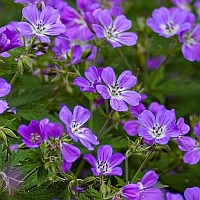 ooievaarsbek – geraniaceae – geranium rotundifolium ooievaarsbek - geraniaceae - geranium rotundifolium