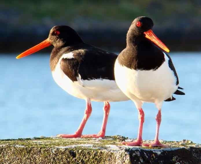 scholeksters